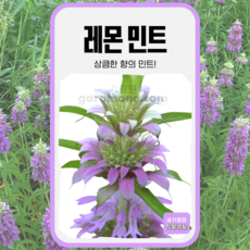 레몬 민트 씨앗 100립 가람원 종자 모종 작물 텃밭 씨 주말농장 허브 베르가못 벨가못, 1개