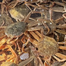 북해도 활 초코대게(빵게) 1kg 4-6미, 1세트