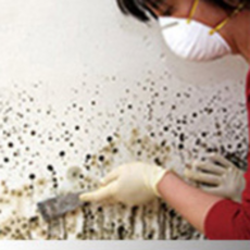 실크벽지곰팡이제거 베란다세탁실세정제 화장실니코틴제거 실크벽지얼룩제거 니코틴제거제 세탁실곰팡이 베란다곰팡이제거, 1개, 500g