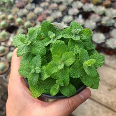 허브 식물 모음 식용 로즈마리 장비허브 민트, 선택: 01. 애플민트