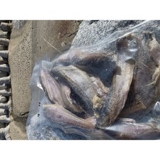 새벽조업 동해안 반건조 도루묵, 1박스, 600g (18-22미)