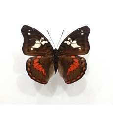 蝴蝶標本A1 Euthalia amanda 展翅8CM 產地：印尼, 未展翅乾貨