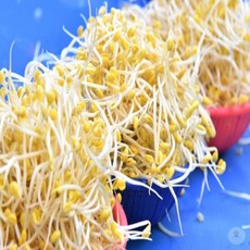 무농약 콩나물 1kg 도매