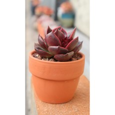 홍등 이태리토분 분째배송 키우기쉬운 다육식물