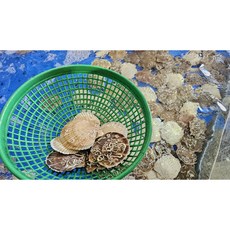 자연산 참가리비 1kg, 1개, 자연산 참가리비 1kg 중사이즈 (10미 내외)