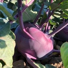 아삭하고 당도좋은 제주 콜라비 정품 로얄과, 5kg, 1박스