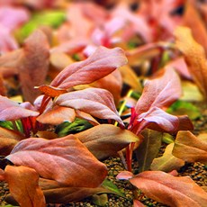 [U] 시그니처 사모루스 레드 1촉 전경수초, 1개