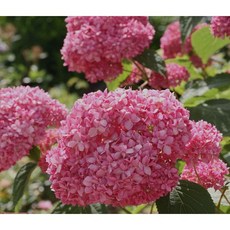 가성비짱 월동수국 핑크아나벨 /10cm포트 / 정원수 조경수 / 꽃과정원이야기