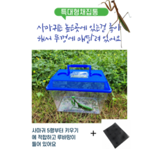 왕사마귀 넓적배사마귀 키우기 선택하기, 채집통(색상랜덤)곤충미포함, 1개, 세트