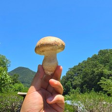 [산지직송]프리미엄 송화버섯 표고버섯 송이버섯 선물세트 가정용 1kg, 1개, 1kg(가정용 : 중품)