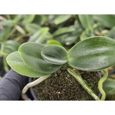 풍란/풍란부귀란(나도풍란/대엽풍란 보급종 소 3개 특가)