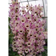 [신라난농원]Dendrobium C T Sally Honey 덴드로비움 셀리허니. 석곡. 고급종. (핑크색의 갈색립프).여성스러운 형의꽃.인테리어효과.인기상품.고급종.필독뒷사진참고, 1개