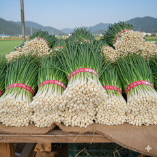 전남보성군 깐쪽파 3kg, 200개