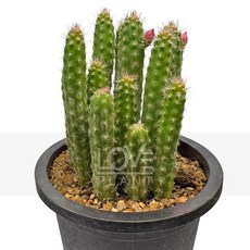 꽃사랑식물나라 포젤게리A타입 기다란원통형 줄기선인장 기둥 인테리어 플랜테리어, 1개