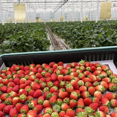 [당일수확] 고당도 금실딸기 못난이&한입 딸기 1KG 잼/주스용 GAP인증, 1개, 4kg