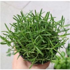 C_허브식물모음 향기나는 식물 식용 허브 모종, 8.로즈마리, 1개
