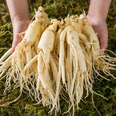 세척완료 난발삼 대 인삼 명절 선물, 500g