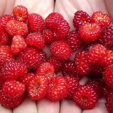 산딸기 생과 신선 제철 과일 산지직송 프리미엄, 1개, 250g(산딸기 특)