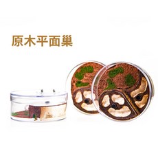 螞蟻帝國深林枯木-原木平面巢 一體式 石膏巢 #螞蟻巢 #蟻窩 #養螞蟻 新版上蓋, 1個