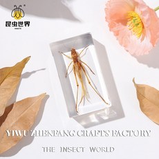곤충 표본 자연의 세계에 대한 엿보기, 7 3cm bugs