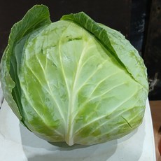 친환경 양배추, 1.2kg 내외, 1박스