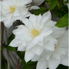 클레마티스 이사고 - P9 으아리 덩쿨 정원 식물 겹클레마티스 유럽정원 묘목 정원그리기, 1개, 화이트