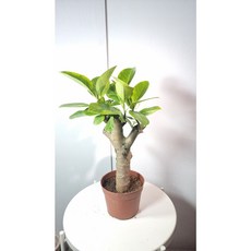 벵갈고무나무 뱅갈고무나무 중형 왕목대 상품 높이 약 45-50CM, 1개, 수량