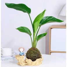 霏霏園藝 苔蘚球盆栽 室內觀葉植物, 1個