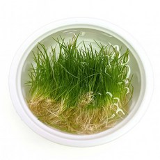 [수초대장] 미니헤어 재팬 소스컵 (30뿌리) 전경수초