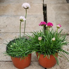 너도부추 (소품) 1+1 아르메니아 노지월동 야생화 봄꽃, 흰색+흰색