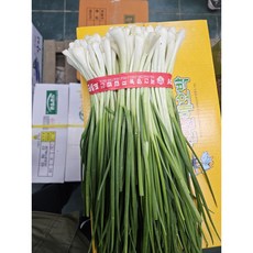 [당일손질] 다듬은쪽파 깐파 깐 쪽파 잔파 1단, 1개, 1kg, 다듬은쪽파 1단