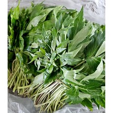 국내산 생 당귀잎 쌈용 당귀잎쌈채소 국산 당귀 참당귀 국내산당귀, 1개