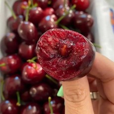 [Brix20이상] 달콤한과즙 생체리 왕체리 칠레산 미국산 항공직송, 1개, 고당도 체리 1KG