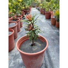 伍寶園藝木藝 玫瑰紅（賀頂紅）羅漢松盆栽 居家裝飾 園藝盆景, 1個