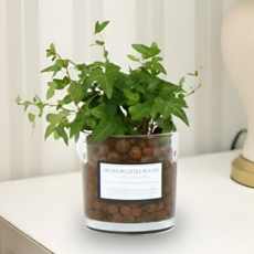 피오그린 천연 가습기 원통유리 하이드로볼 수경세트 공기정화식물 거실인테리어, 1개, 17 아이비