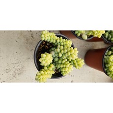 팅커벨 청옥, 1개