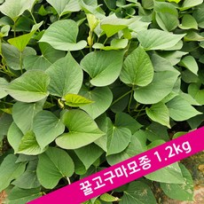 [해남농장]고구마모종 꿀/호박/밤/자색고구마 4종 농가직접 요청일 발송, 1박스, 꿀고구마 모종1.2kg