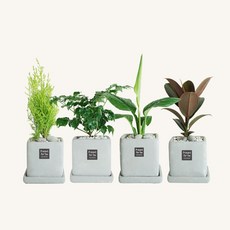 플랜트스토리 스페셜그레이 소형 4종 화분 세트, 1세트, N형 율마+해피트리+고무나무+스파티필름