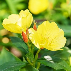 황금낮달맞이 씨앗 50립 소포장, 1개