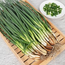 전남에서 자란 흙 쪽파 수확 kg단위 판매, 1박스, 1kg