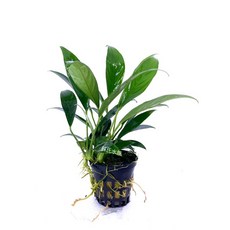 小尖葉榕 小葉劍榕 陰性水草 造景 水族 水下業, 1個