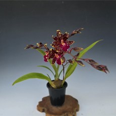 온시디움(진한향기)하나만 있어도 진해요 ), 1개