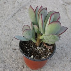 [다육] 가입랑 지름 9cm 소품 다육화분, 상세페이지 참조, 1개