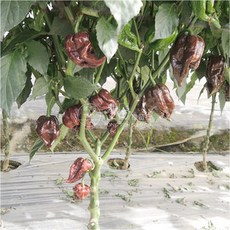 【野菜部屋~】M28 巧克力鬼椒種子 辣味夠 香氣足 植株生長旺盛 產量高, 1包