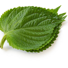 [굿피플] 깻잎 국산깻잎 쌈야채 상추 [깻잎], 1박스, 1kg