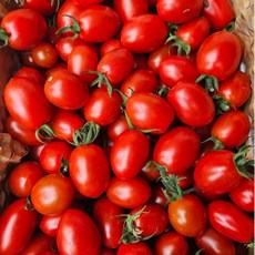 국내산 대추 방울토마토 대추토마토, 1개, 2kg