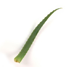 권도영알로에 유기농 생알로에 아보레센스 식용, 1개