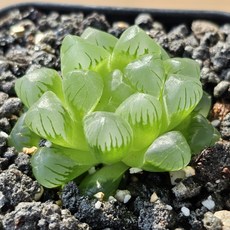 [하월시아 옵투샤 Haworthia obtusa] 옵투사 옵튜샤 옵튜사 하월시아 보석식물 아프리카식물 식물인테리어 다육이 토분 화분 홈가드닝 희귀식물 소형식물 키우기쉬운식물, 플라스틱 화분