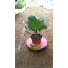 배추흰나비 키우기 세트 기르기 과학 키트 사육 다희네농장, 1개, 대형