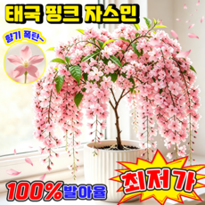 {홈쇼핑 신형} 1+1 추사몰리꽃 자스민 씨앗 태국 수입 수선 재스민 늘어지는 자스민 씨앗 3배 진한천연 꽃향기 사계절전용형 포장랜덤발송 TENFOC, 100개